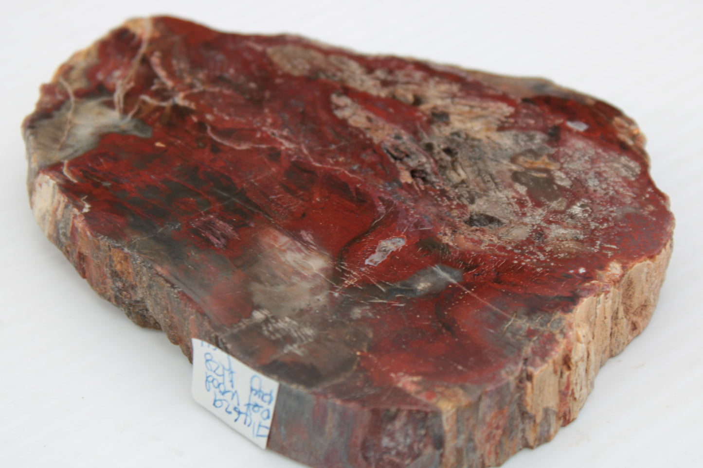 Petrified Wood slice from Madagascar 421g Rocks and Things