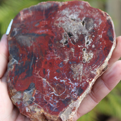 Petrified Wood slice from Madagascar 421g Rocks and Things