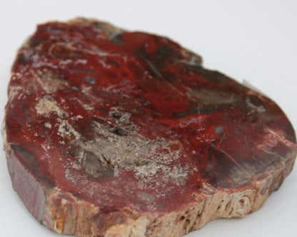 Petrified Wood slice from Madagascar 421g Rocks and Things