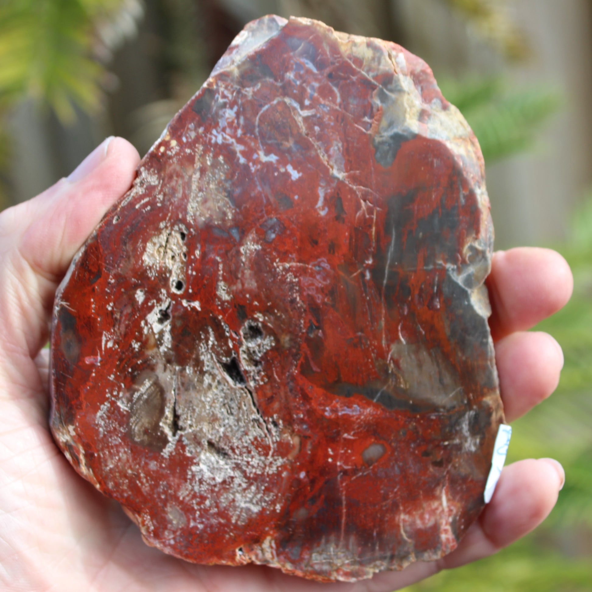 Petrified Wood slice from Madagascar 421g Rocks and Things