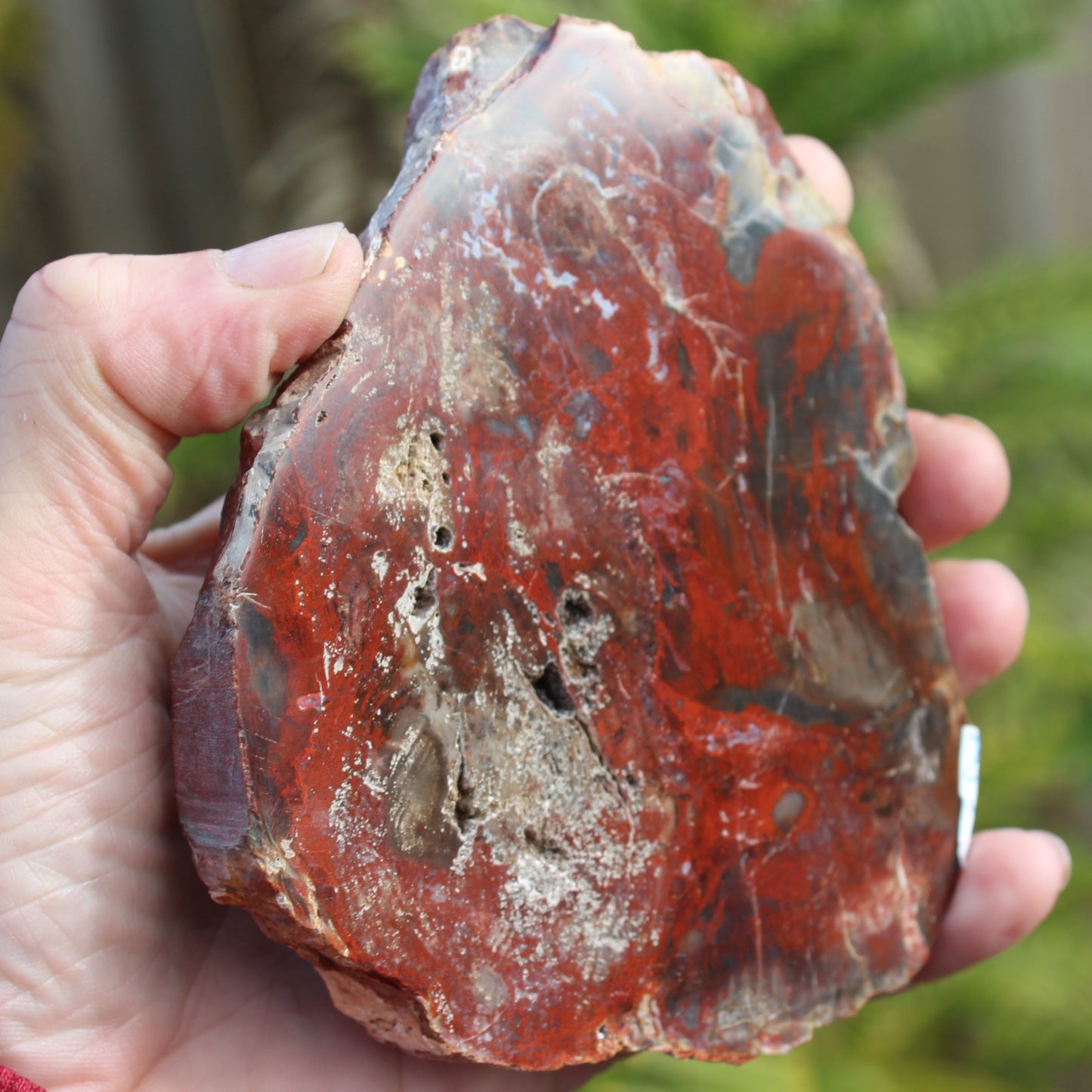 Petrified Wood slice from Madagascar 421g Rocks and Things