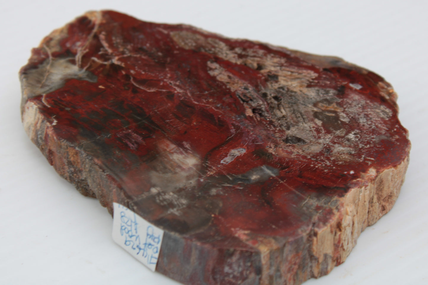 Petrified Wood slice from Madagascar 421g Rocks and Things