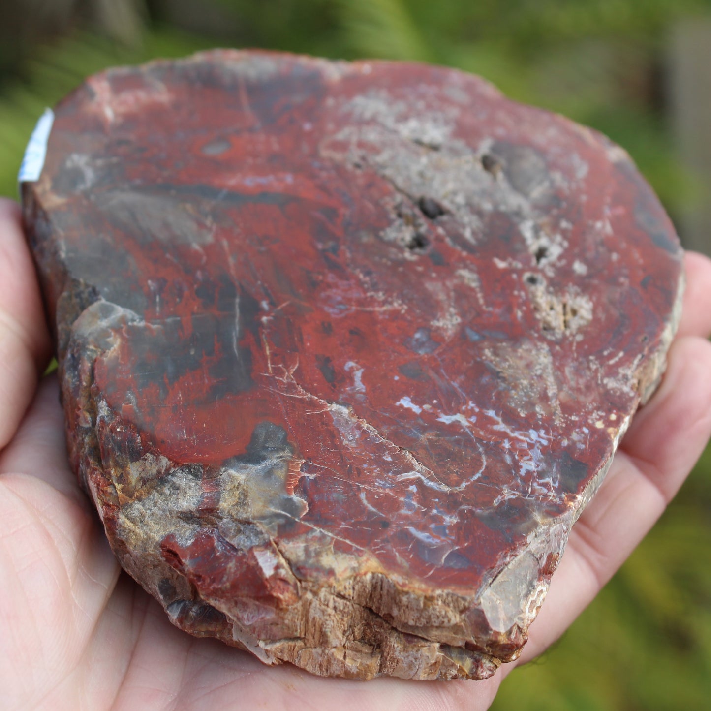 Petrified Wood slice from Madagascar 421g Rocks and Things