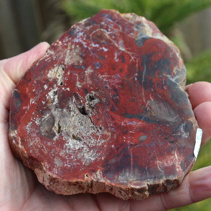 Petrified Wood slice from Madagascar 421g Rocks and Things