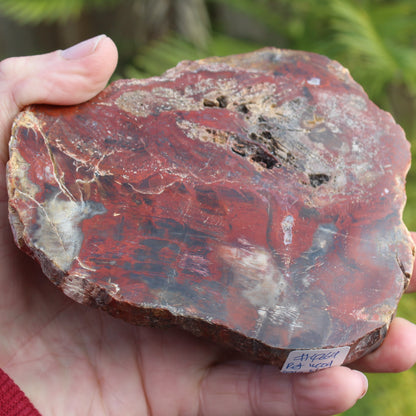 Petrified Wood slice from Madagascar 421g Rocks and Things