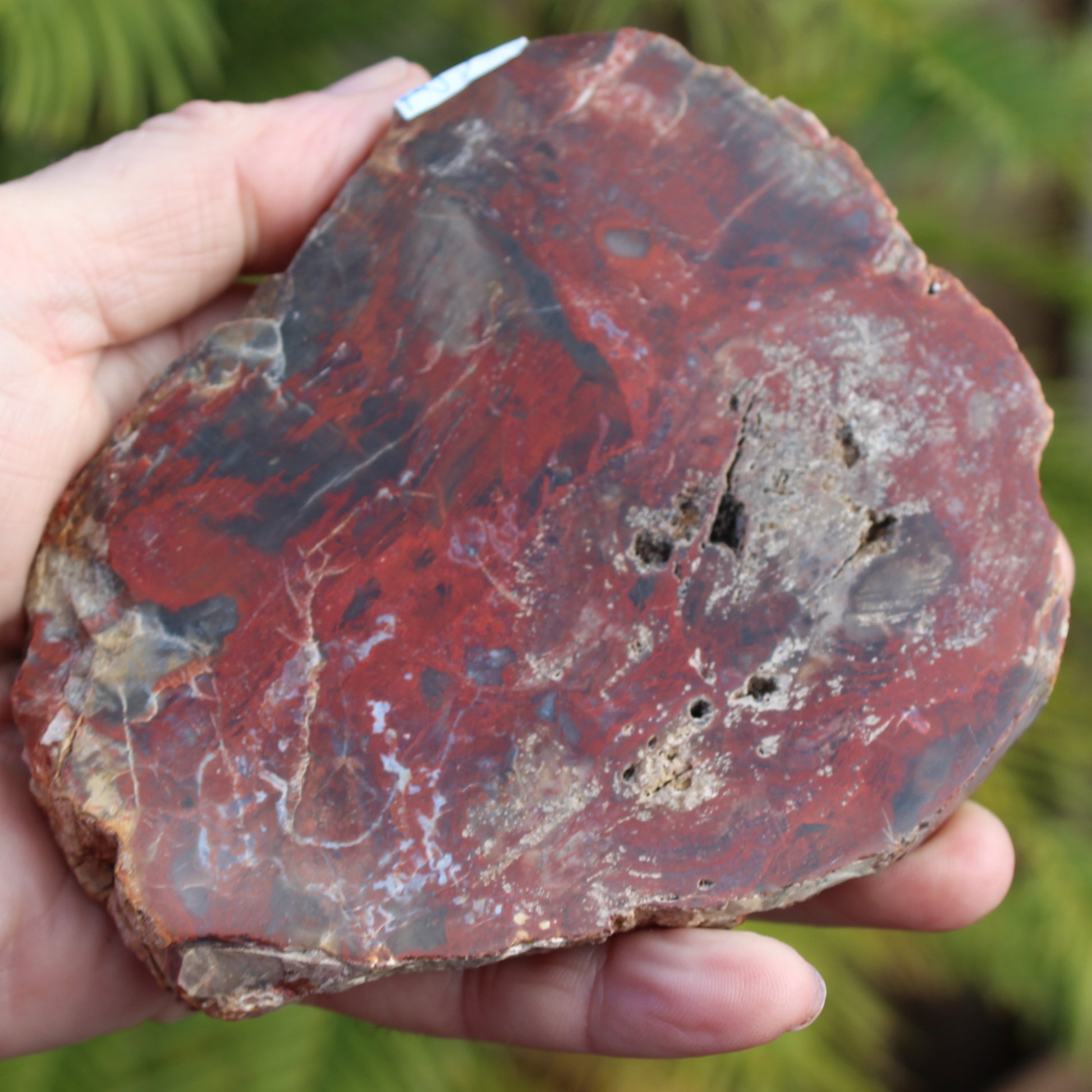 Petrified Wood slice from Madagascar 421g Rocks and Things