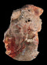 Petrified Wood slice 211g - Rocks and Things Store