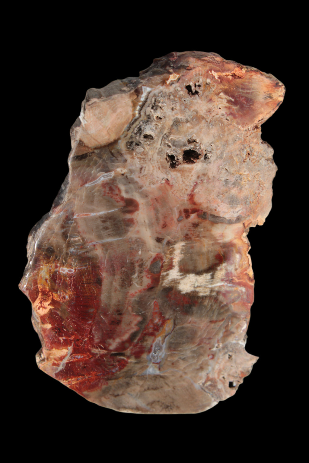 Petrified Wood slice 211g - Rocks and Things Store