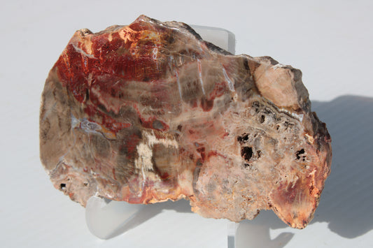 Petrified Wood slice 211g Rocks and Things