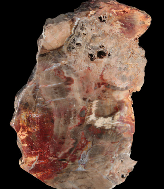 Petrified Wood slice 211g - Rocks and Things Store