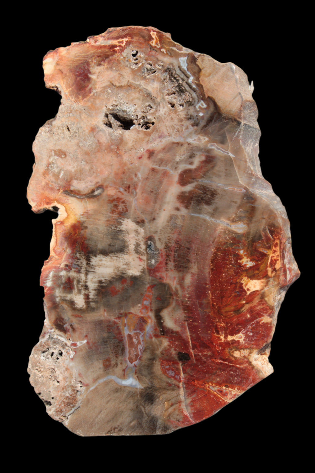 Petrified Wood slice 211g - Rocks and Things Store