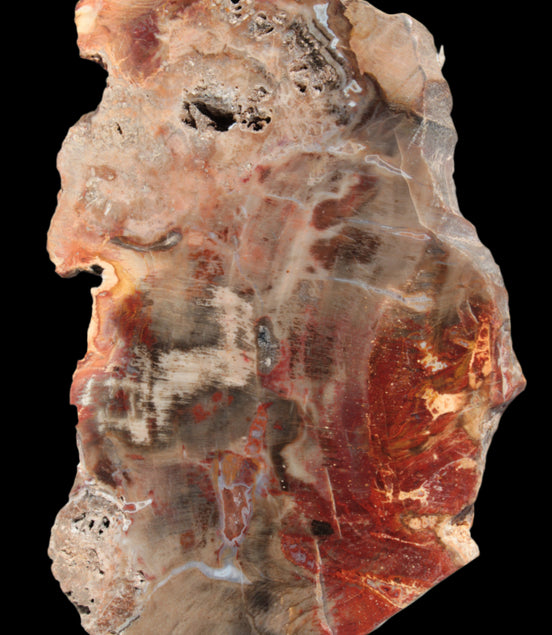 Petrified Wood slice 211g - Rocks and Things Store