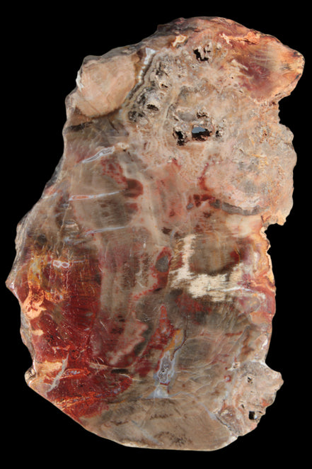 Petrified Wood slice 211g - Rocks and Things Store