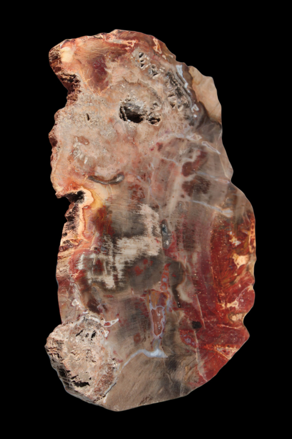 Petrified Wood slice 211g - Rocks and Things Store
