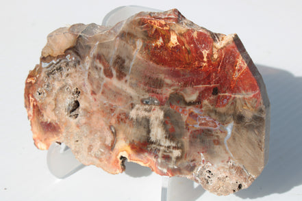 Petrified Wood slice 211g Rocks and Things
