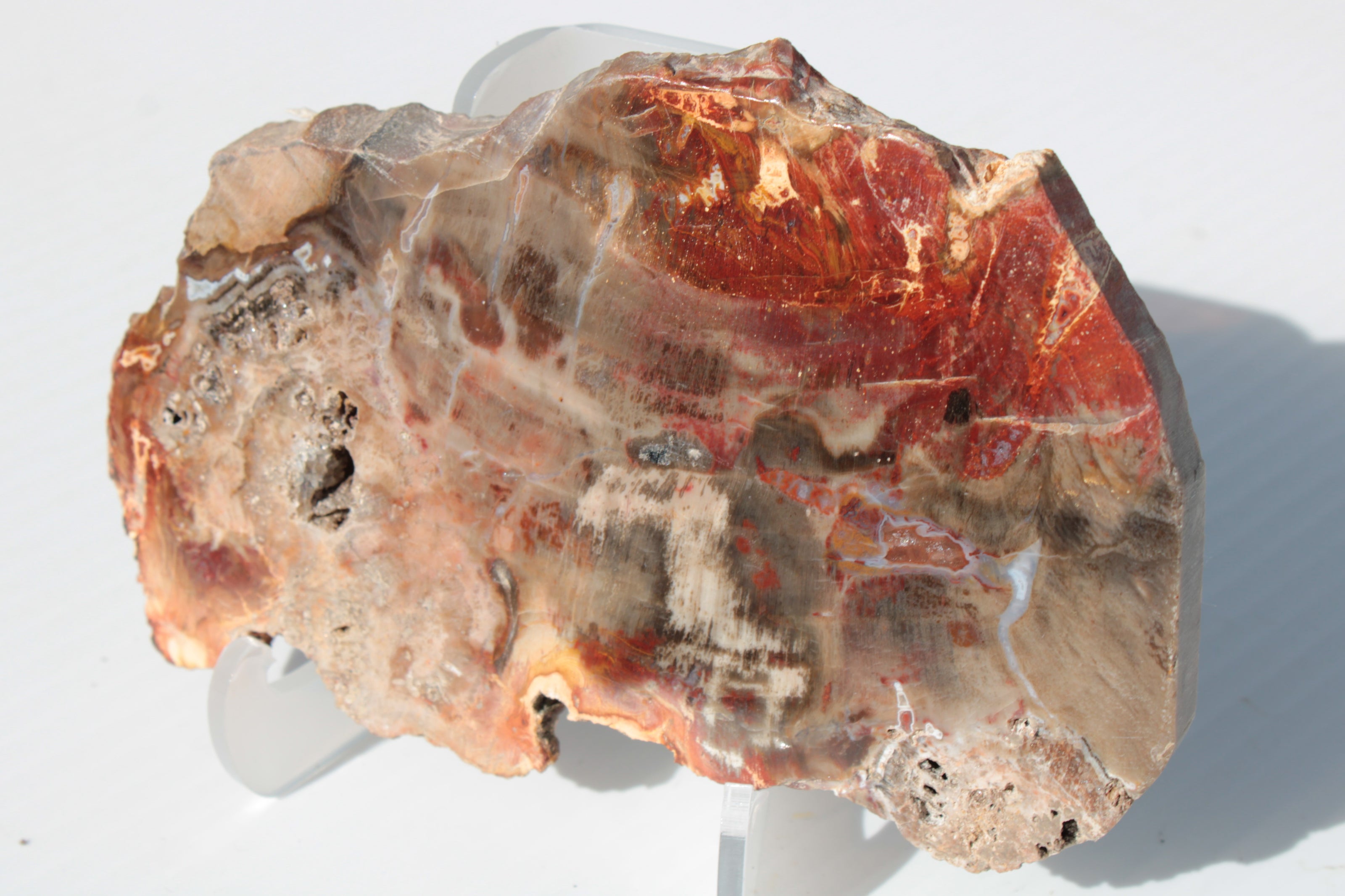 Petrified Wood slice 211g Rocks and Things