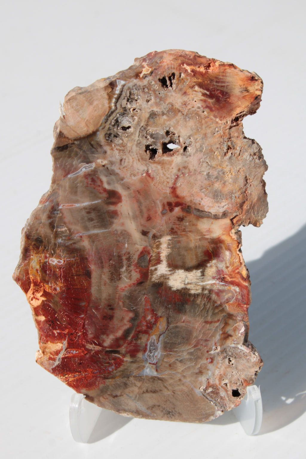 Petrified Wood slice 211g Rocks and Things