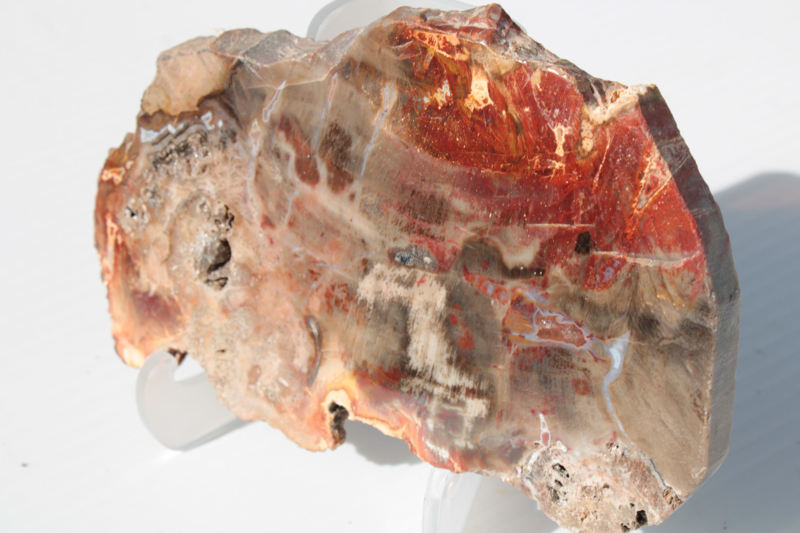 Petrified Wood slice 211g Rocks and Things
