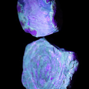 Blue Amber from Mozambique 14g in UV light - Rocks and Things Store