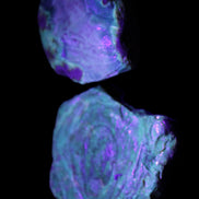 Blue Amber from Mozambique 14g in UV light - Rocks and Things Store