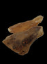 Amber with Cretaceous fossil ant 2 pieces 4-7g Rocks and Things