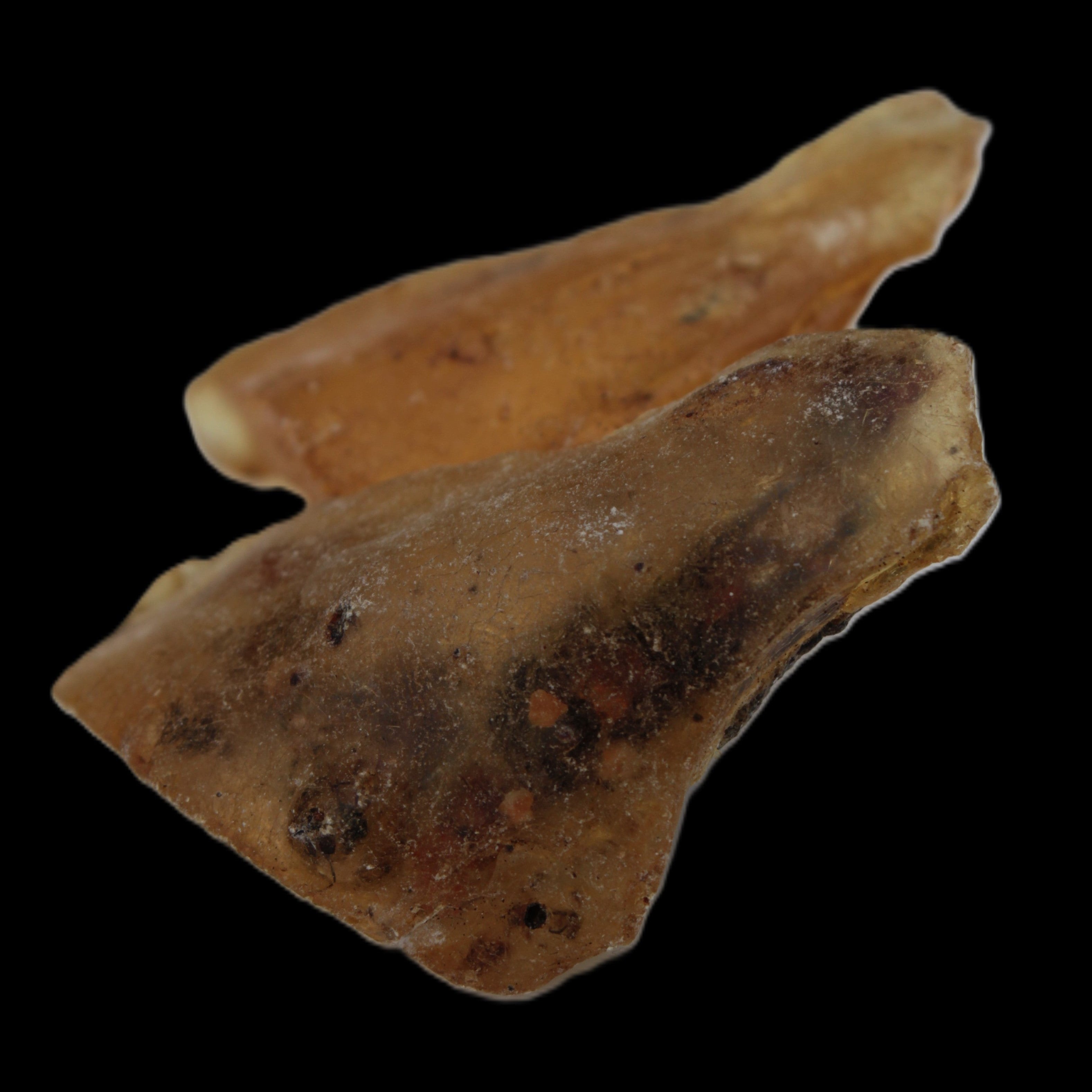 Amber with Cretaceous fossil ant 2 pieces 4-7g - Rocks and Things Store