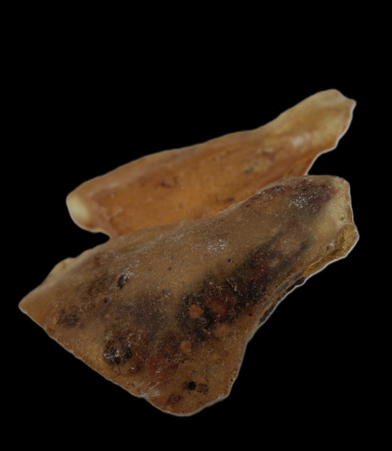 Amber with Cretaceous fossil ant 2 pieces 4-7g Rocks and Things