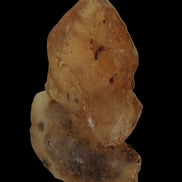 Amber with Cretaceous fossil ant 2 pieces 4-7g - Rocks and Things Store