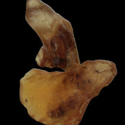 Amber with Cretaceous fossil ant 2 pieces 4-7g - Rocks and Things Store