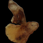 Amber with Cretaceous fossil ant 2 pieces 4-7g - Rocks and Things Store