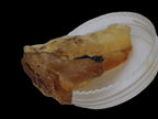 Amber with Cretaceous fossil ant 2 pieces 4-7g Rocks and Things