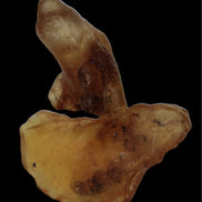 Amber with Cretaceous fossil ant 2 pieces 4-7g - Rocks and Things Store