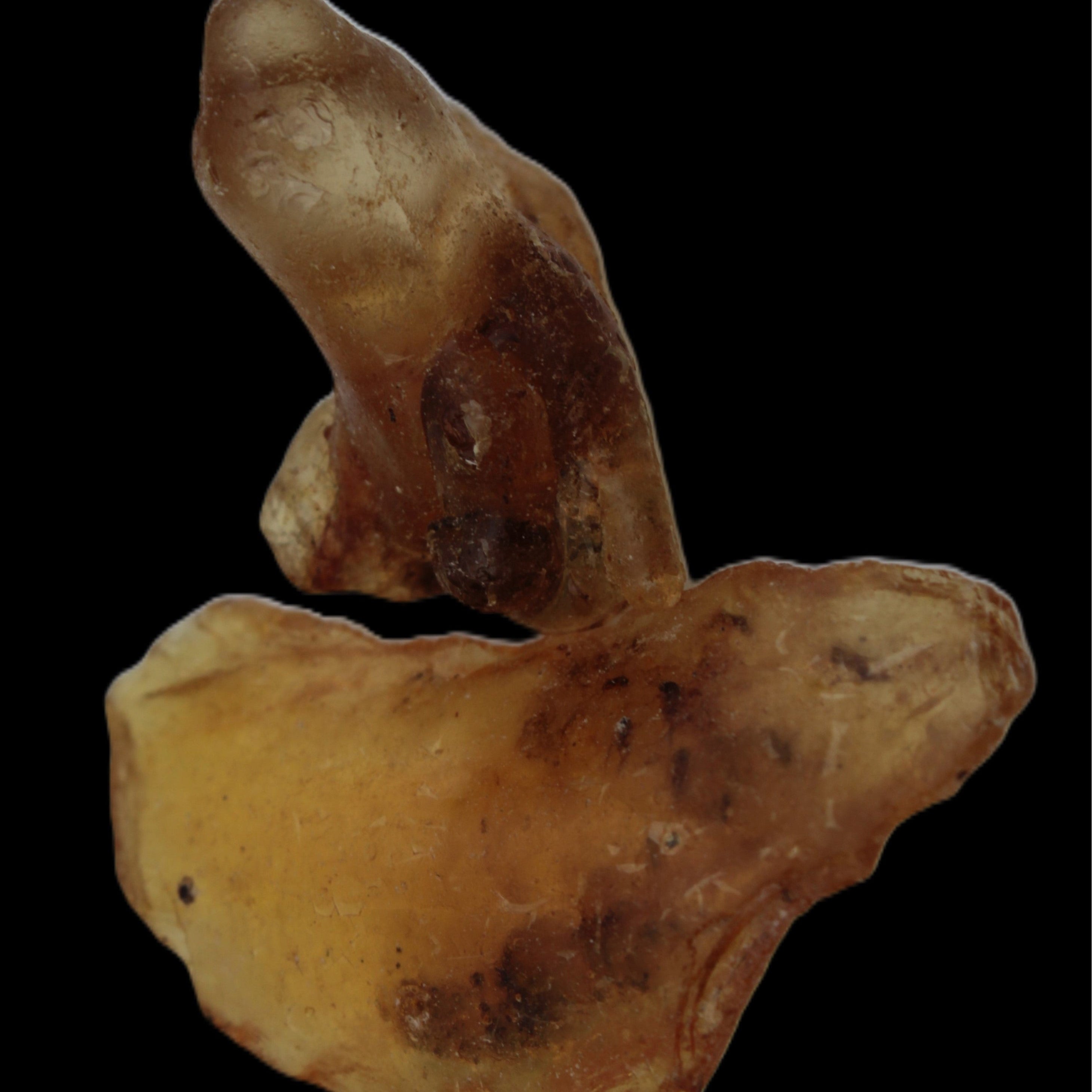 Amber with Cretaceous fossil ant 2 pieces 4-7g - Rocks and Things Store