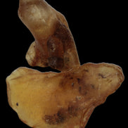Amber with Cretaceous fossil ant 2 pieces 4-7g - Rocks and Things Store