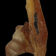 Amber with Cretaceous fossil ant 2 pieces 4-7g - Rocks and Things Store