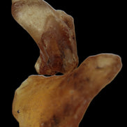 Amber with Cretaceous fossil ant 2 pieces 4-7g - Rocks and Things Store
