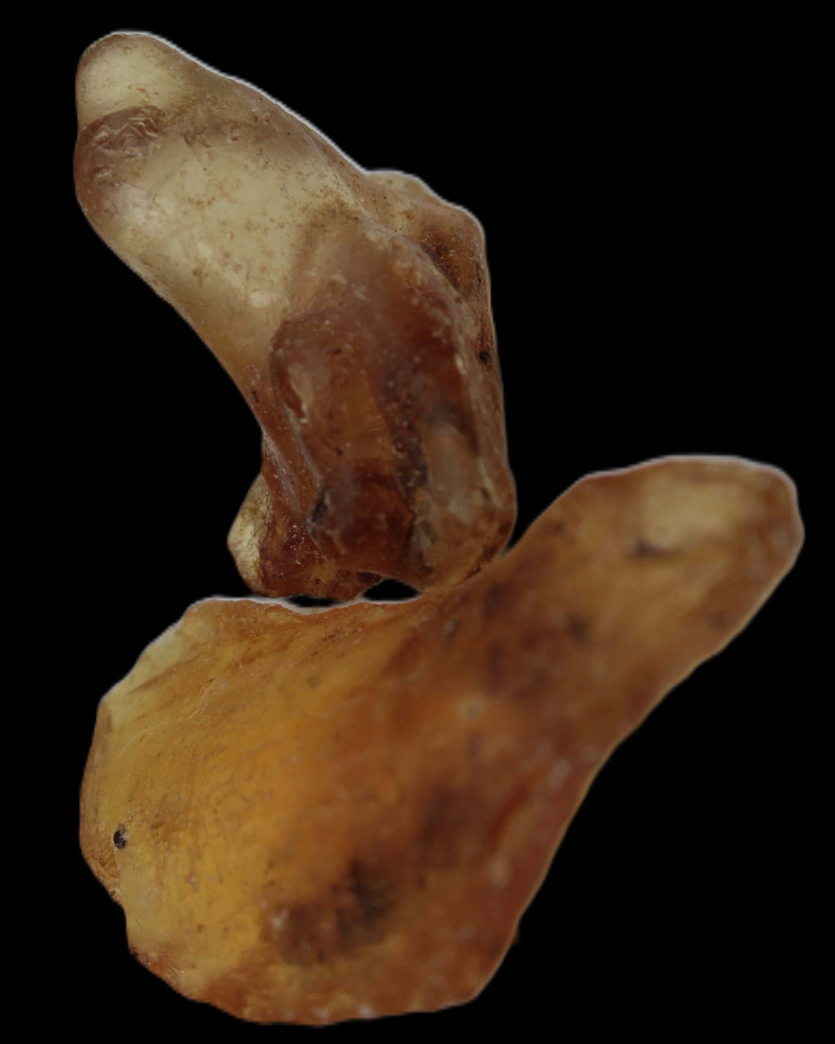 Amber with Cretaceous fossil ant 2 pieces 4-7g - Rocks and Things Store