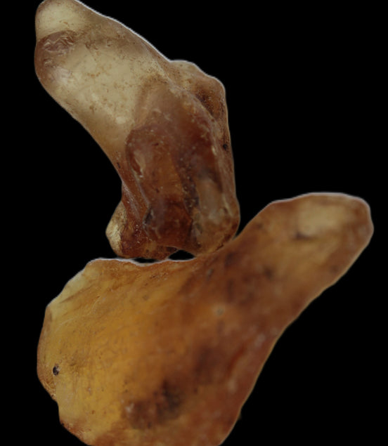 Amber with Cretaceous fossil ant 2 pieces 4-7g Rocks and Things