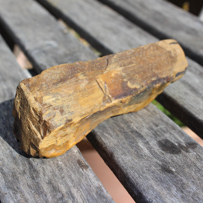 Petrified Wood from Queensland 270g