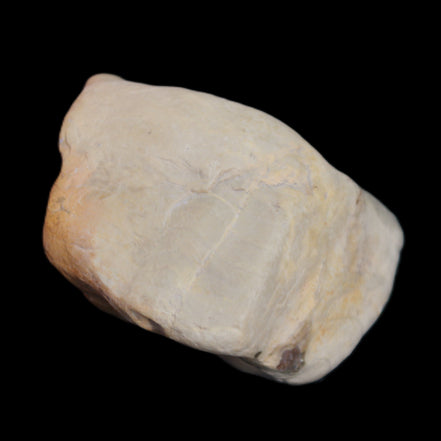 Petrified Wood from Queensland 244g in sunlight - Rocks and Things Store