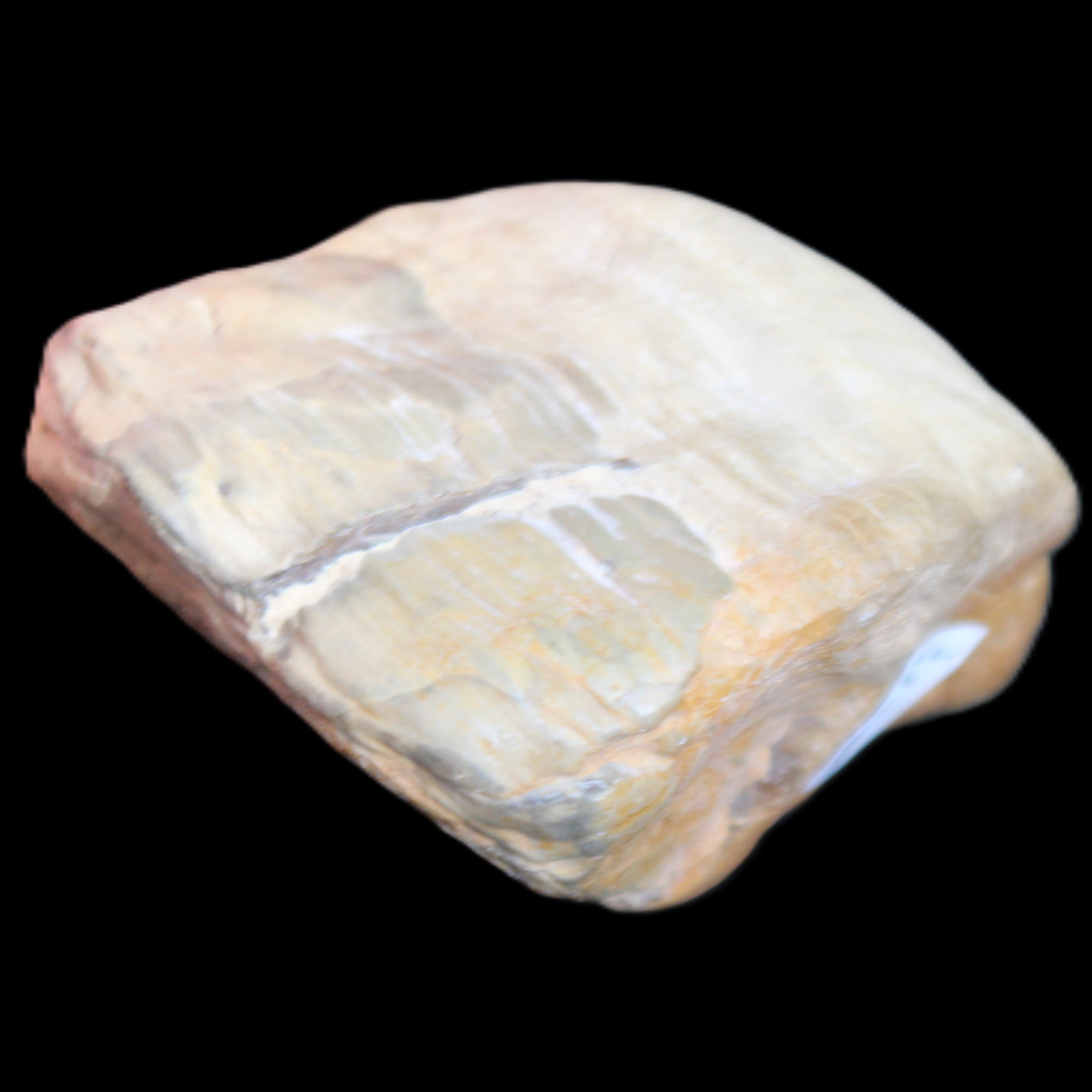 Petrified Wood from Queensland 244g in sunlight - Rocks and Things Store