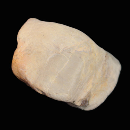 Petrified Wood from Queensland 244g in sunlight - Rocks and Things Store