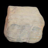 Petrified Wood from Queensland 244g in sunlight - Rocks and Things Store