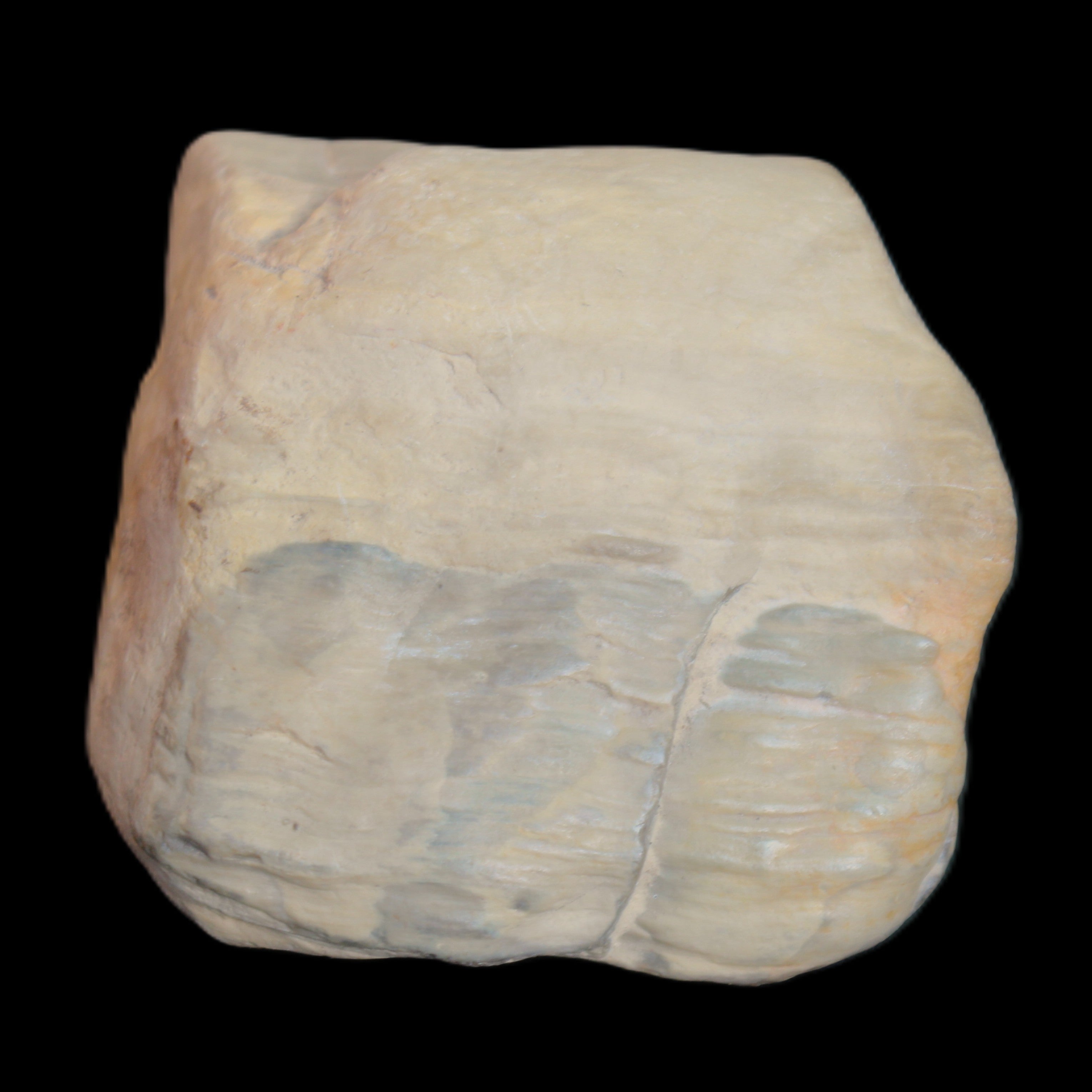 Petrified Wood from Queensland 244g in sunlight - Rocks and Things Store