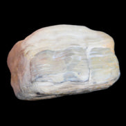 Petrified Wood from Queensland 244g in sunlight - Rocks and Things Store