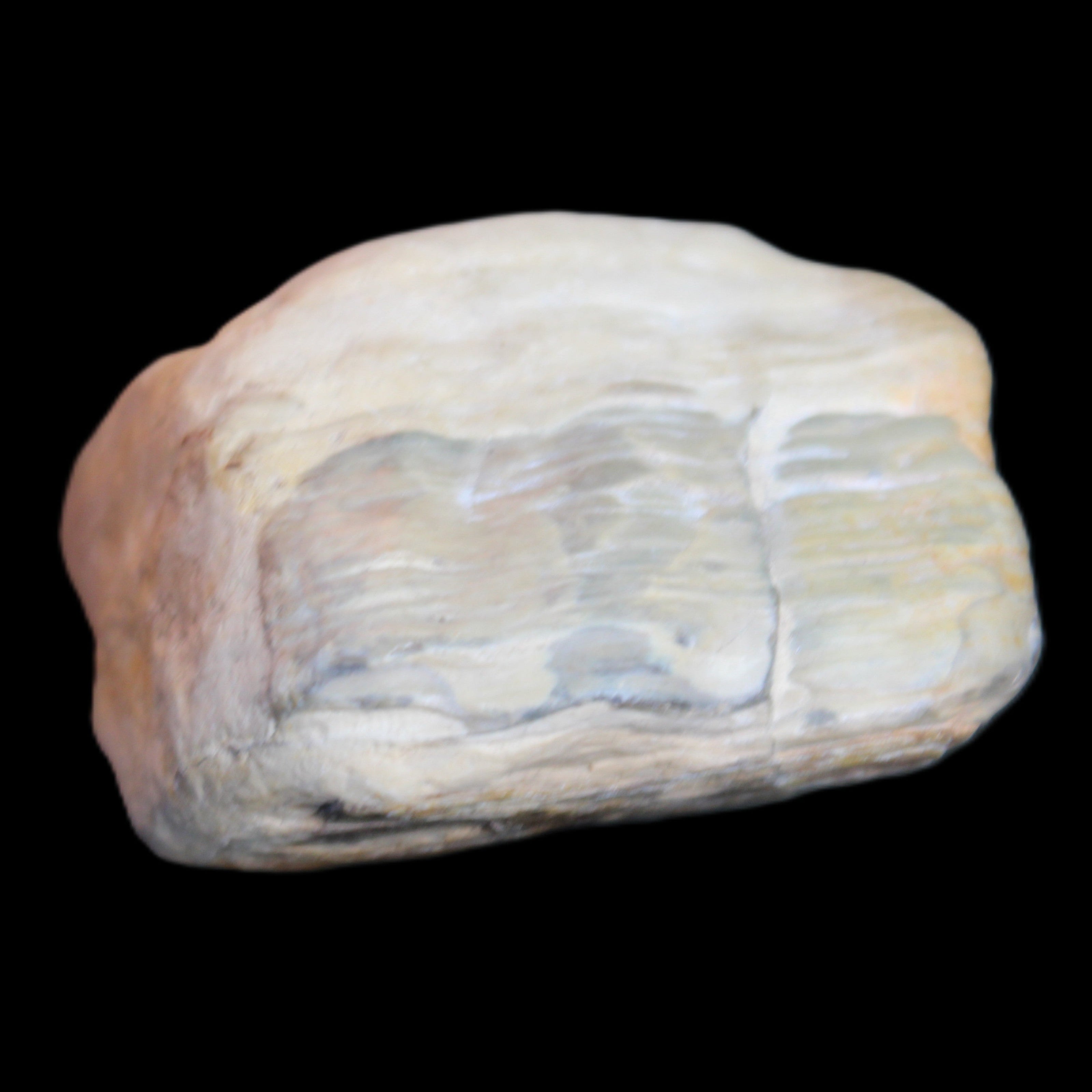 Petrified Wood from Queensland 244g in sunlight - Rocks and Things Store
