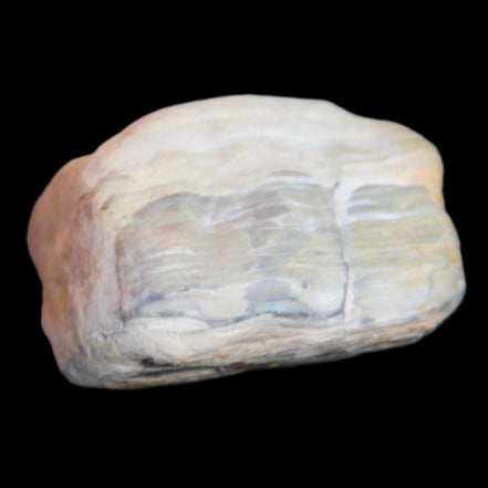 Petrified Wood from Queensland 244g in sunlight - Rocks and Things Store