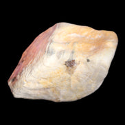 Petrified Wood from Queensland 244g in sunlight - Rocks and Things Store