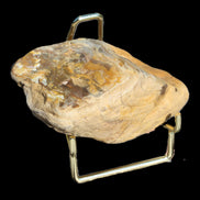 Petrified Wood from Queensland 244g Rocks and Things