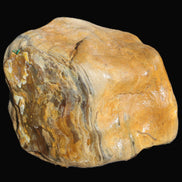 Petrified Wood from Queensland 244g Rocks and Things